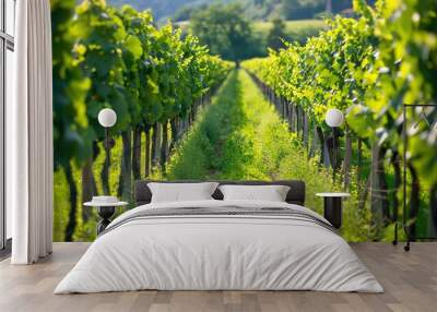 A view down rows of grape vines in a vineyard. Wall mural