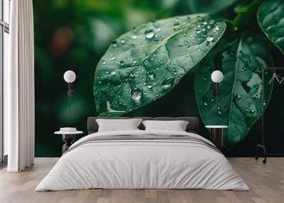 Close-up of water drops on a green leaf with a dark background. The image is taken in a natural setting. Wall mural