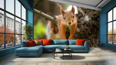 Red squirrel have a rest on the tree Wall mural