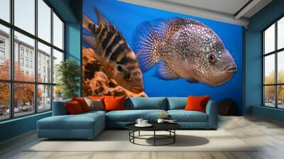 Beautiful  diamond aquarium fish Herichthys carpintis in blue water. Wall mural