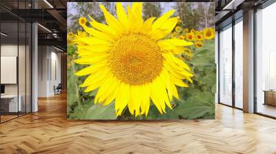 brightly yellow sunflowers Wall mural