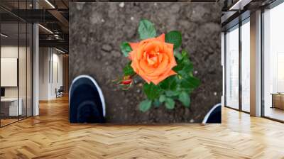 Flower orange roses and shoes on a background of the earth Wall mural