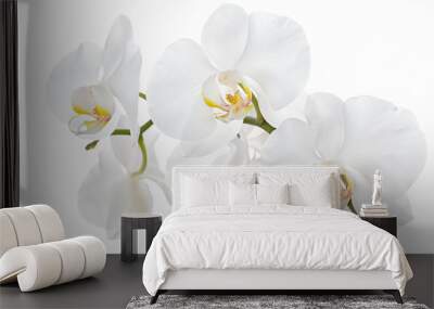 The branch of orchids on a white background Wall mural