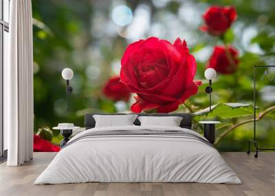 Red rose is in the sunlight in summer morning garden. Background Wall mural