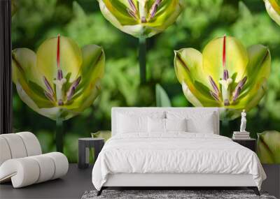 Natural floral background with green colored tulips Wall mural