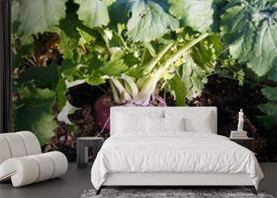 Organically grown large turnip in bed Wall mural