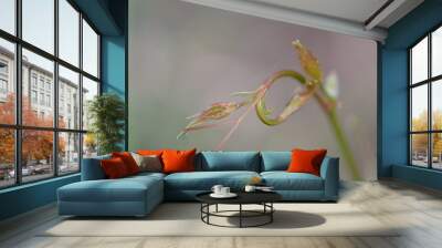 colours of nature Wall mural