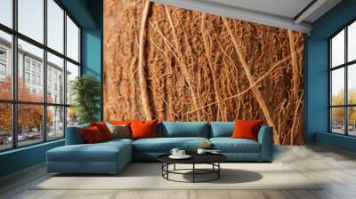 Coconut shell texture natural background. Close up. Wall mural