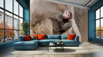 Tender Moment Between a Mother Baboon and Her Adorable Infant in a Captive Environment Wall mural