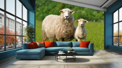 sheep and lamb Wall mural