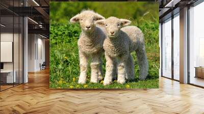 two cute lambs Wall mural