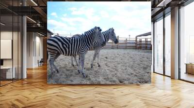 A pair of zebras black and white in a zoo. Wall mural