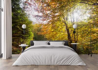 Autumn forest Wall mural