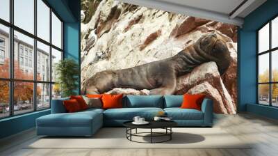 sea lion Wall mural