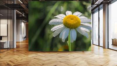 Beautiful fresh daisies bloom outdoors in the field Wall mural