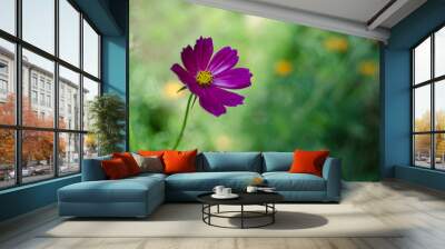 Cosmeia flowers bloom beautifully in flower beds and are a decoration for the garden Wall mural