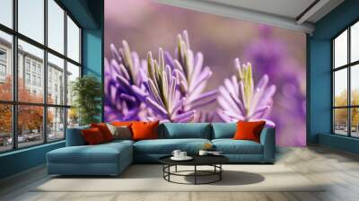 Gentle purple lavender flowers grow on the field outdoors for a bouquet Wall mural