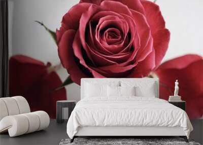 red rose on white background Wall mural