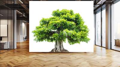 A big tree with green leaves isolated over white background Wall mural