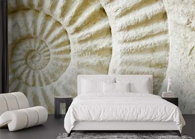 Ammonite prehistoric fossil Wall mural