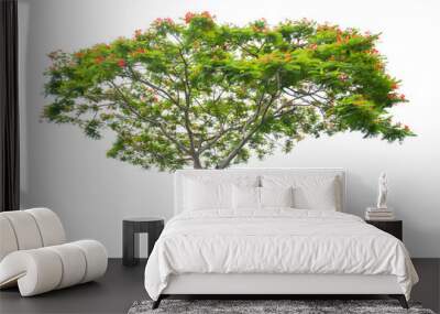 Flam boyant tree or Flame tree or Royal Poinciana tree isolated on white background. Wall mural