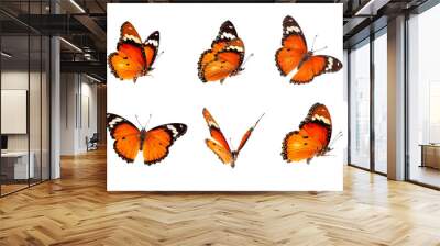 Beautiful monarch butterfly isolated on white background. Set of Big Monarch butterflies, isolated on white background. Tawny Coster (Acraea violae) Acraea terpsicore. Wall mural