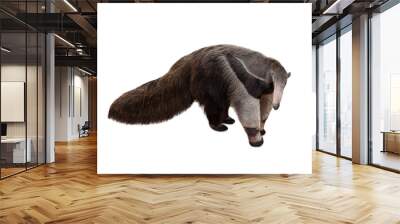 Giant anteater isolated on White Background. Anteater, cute animal from Brazil. Giant Anteater, Myrmecophaga tridactyla, animal with long tail ane long nose, Wildlife scene from wild nature. Wall mural