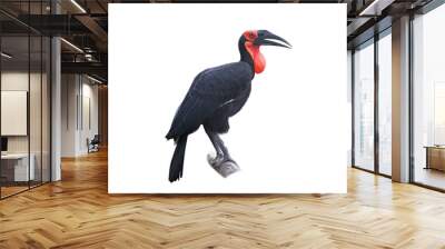 Southern ground-hornbill, Bucorvus leadbeateri, largest hornbill in the world. Black bird with red face walking isolated on White Background . Animal in the habitat, Moremi, Okavango delta, Botswana. Wall mural