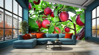 Cameo Apples Wall mural