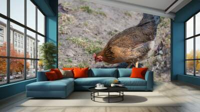 A young local hen is foraging in the ground.  Wall mural