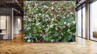 white flowers that grow wild in the forest Wall mural