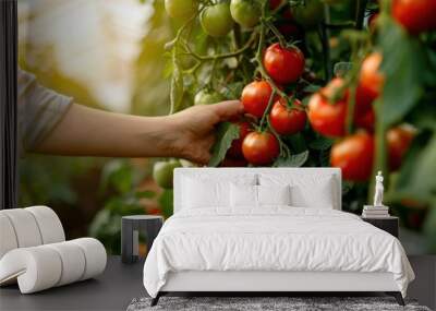 Closeup of a hand picking ripe red tomatoes against blurred garden background Wall mural