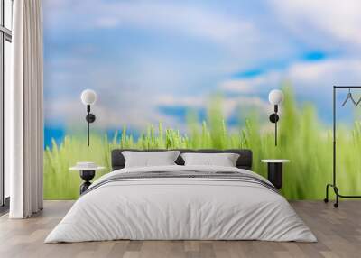 Green wheat field and blue sky Wall mural