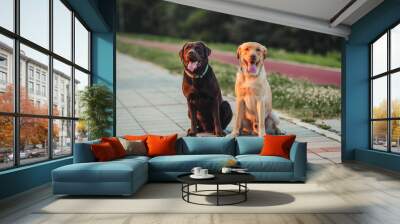 Two beautiful labradors in the park Wall mural