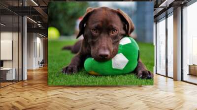 Cute labrador puppy in green grass on a summer day with ball Wall mural