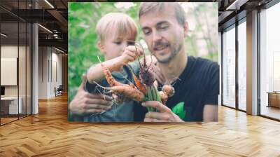 Lifestyle photo family picking seasonal vegetables carrots and beetroots from local garden. Father and son harvesting crops together. Sustainable living, permaculture. Wall mural