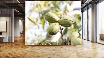 Pod of ripe pecan nuts in green shell on branch of tree Wall mural