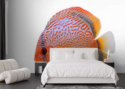 Spotted orange with blue discus fish isolated on white background Wall mural