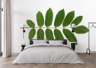 Rowan tree leaf isolated on a white background. Wall mural