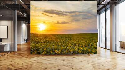 Sunflower field at sunset. Rural agricultural landscape of fading sun at the horizon with sun beams over sunflowers agricultural field Wall mural