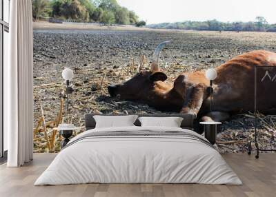 dead cow, died from drought and over grazing. botswana africa. Wall mural