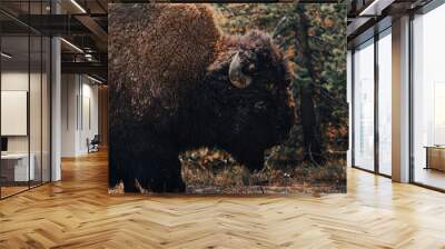 Closeup shot of a furry bison on a field Wall mural