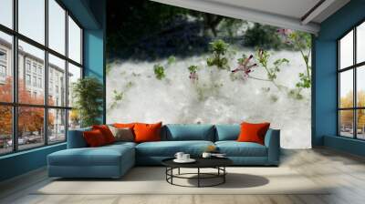 Cottonwood tree seeds blanketing the ground like snow. Wall mural