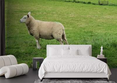 White fluffy sheep in a green field Wall mural