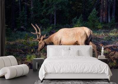 Elk of The Colorado Rocky Mountains Wall mural