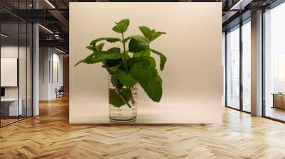 mint in a glass Wall mural