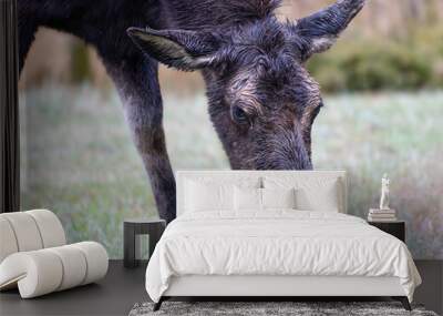 Moose in the Colorado Rocky Mountains. Spring brings the moose out of hiding. Wall mural