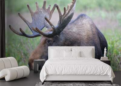 Moose in the Colorado Rocky Mountains Wall mural