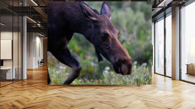 Moose in the Colorado Rocky Mountains Wall mural