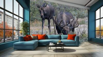 Moose in the Colorado Rocky Mountains Wall mural